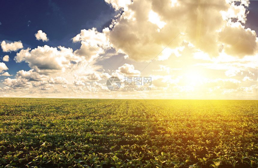 正午阳光下的绿色田野乡村景观图片