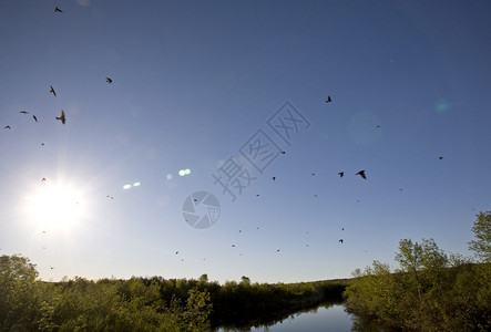萨斯喀彻温河和桥附近的燕群图片
