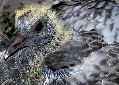 在巢中已经长大了婴儿鸽背景图片