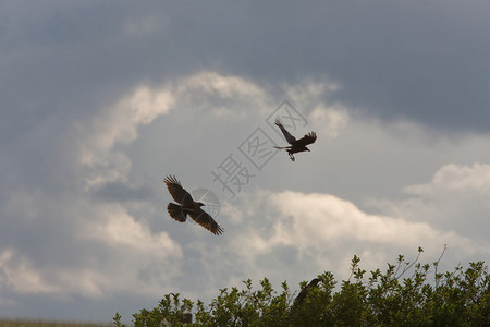 老鹰和乌鸦在飞行图片