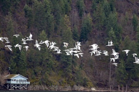 几只海鸥在低空直线飞行图片