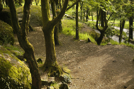 葡萄牙公园树木背景图片