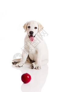 拉布多猎犬小狗玩红球图片