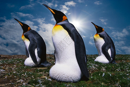 海浪背景上的帝王四企鹅图片