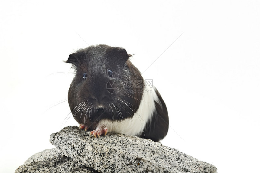 豚鼠坐在石头上图片