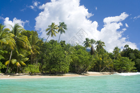 有椰子树的热带海滩图片