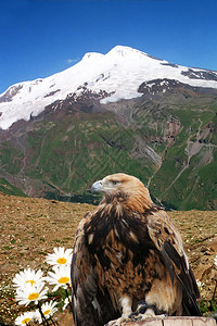 Elbrus和老鹰的顶部5高清图片