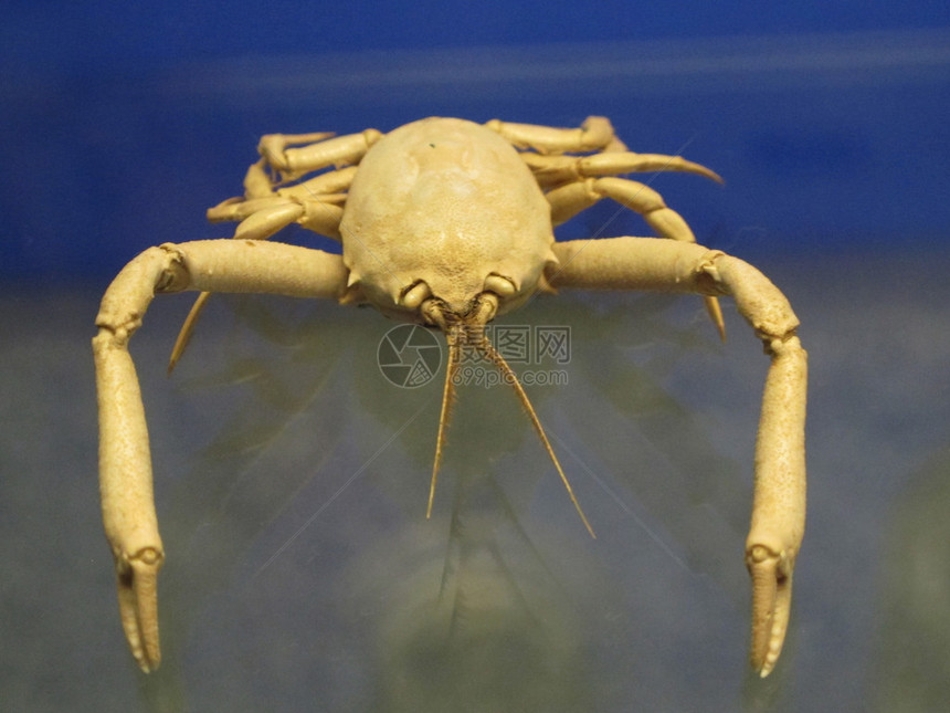 自然科学博物馆里的老螃蟹图片