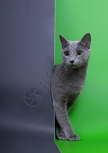 演播室里的俄罗斯蓝猫图片