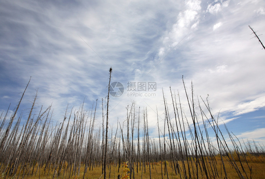 萨斯喀彻温省北部被烧毁的树木图片