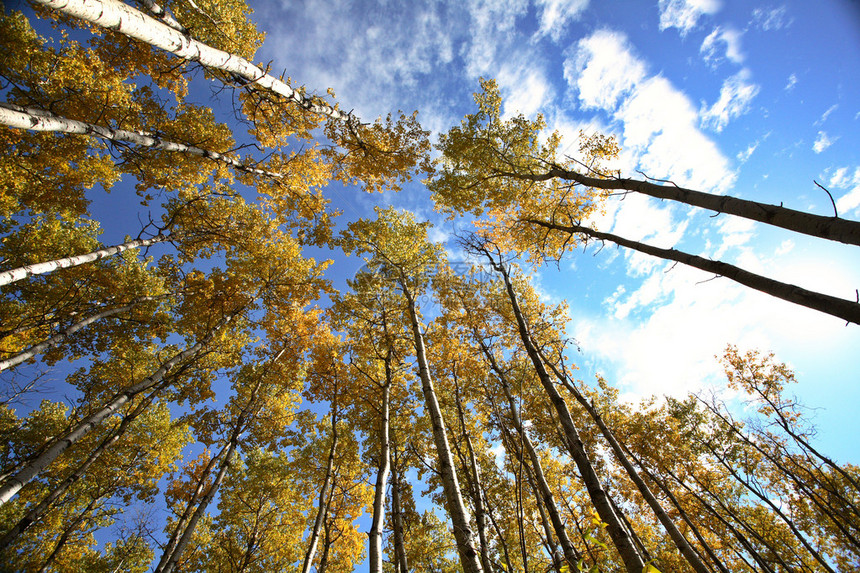 在秋天通过白杨树向上看图片
