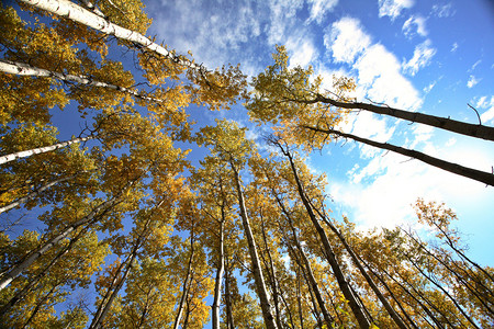在秋天通过白杨树向上看背景图片