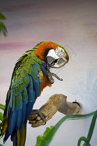 一只猩红色金刚鹦鹉制作羽毛处理的近景背景图片