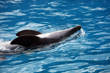 在水上乐园肚皮游泳的海豚的视图图片
