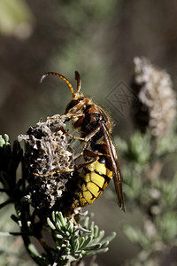 欧洲大黄蜂VespaCrab图片