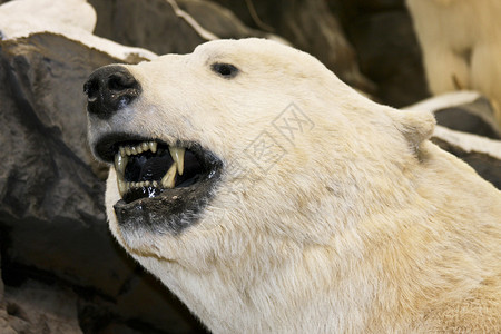北极熊近距离露出牙齿和咆哮图片