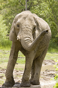 非洲大象点图片