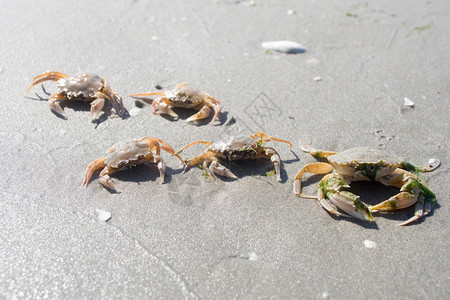 海滩上的螃蟹阳图片