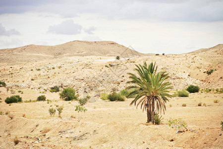 沙漠中的棕榈树图片
