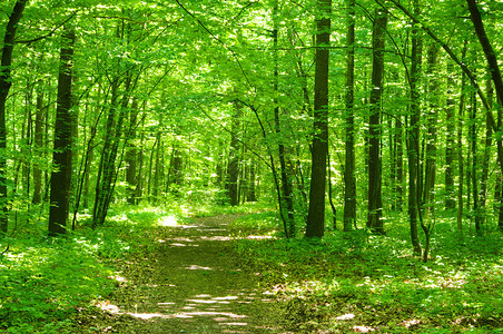 春天绿色森林中的树木图片