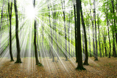 绿色森林阳光和阴影图片