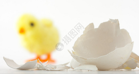 蛋壳裂痕和新生玩具鸡落后图片