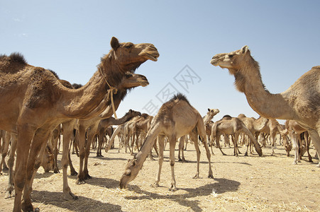 非洲骆驼市场上的单峰骆驼图片
