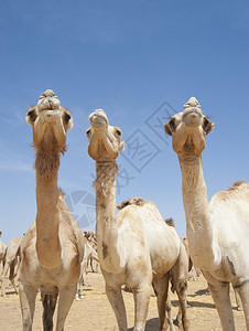 非洲一个骆驼市场的图片