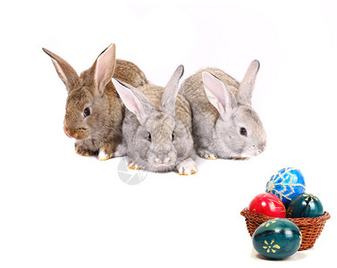 年轻的兔子复活节彩蛋图片