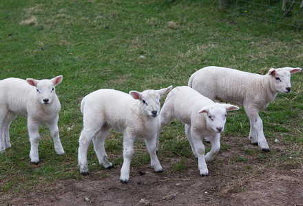 一群刚出生的小羊跑来去玩图片