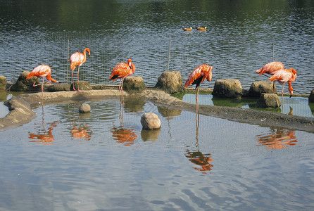 蓝水上的粉红火烈鸟图片