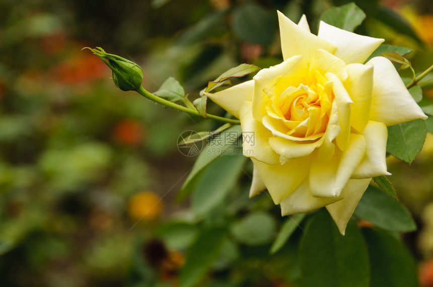 一朵美丽的成熟黄玫瑰和一朵小花图片