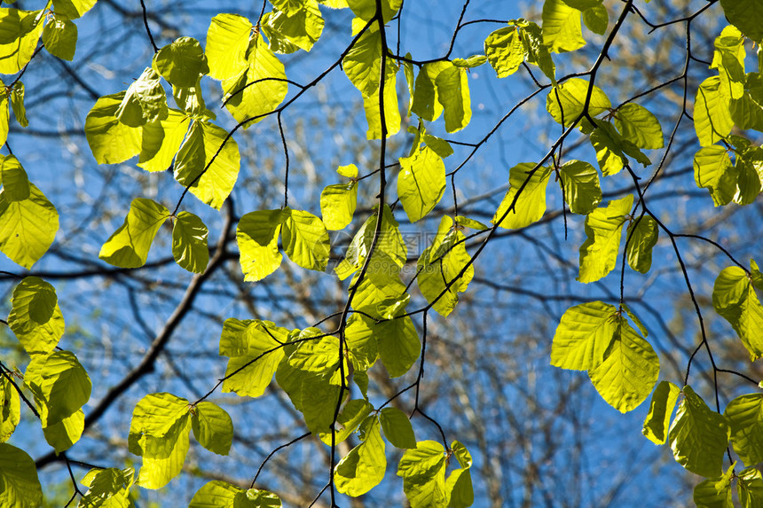 森林中美丽的春天色彩的叶子图片