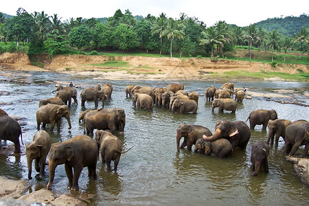 河中大象图片