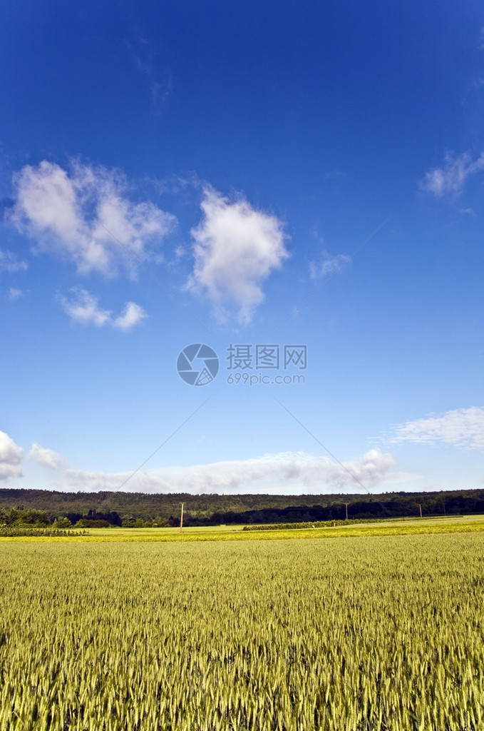 天空中有英亩玉米和白云的风景图片