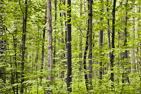 绿色森林中的树干图片