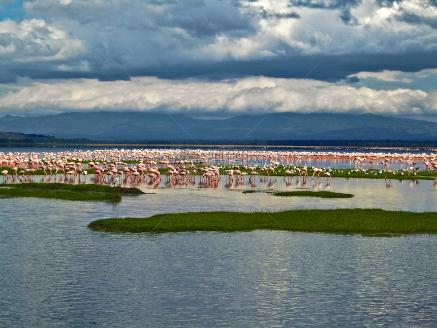 肯尼亚湖边的粉红色火烈鸟图片