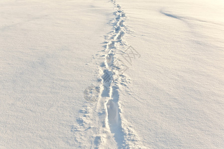 平坦地区雪地上的脚步声图片