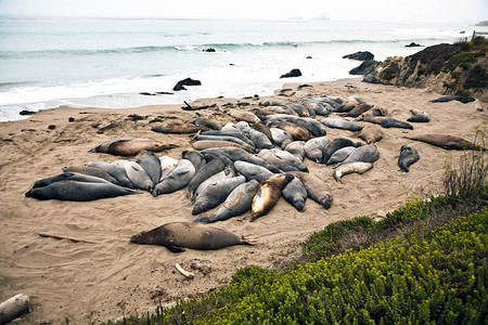 在加州圣西门海滩开会地点的高清图片