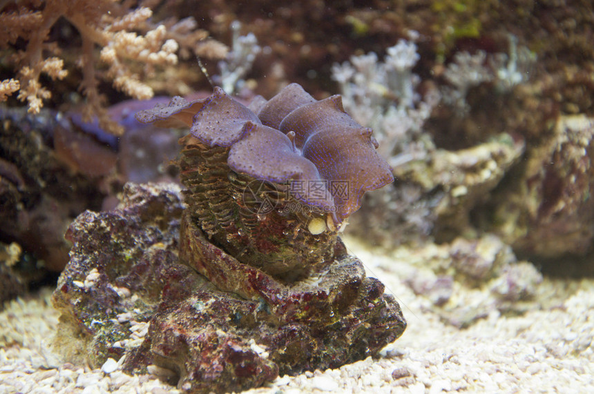 美丽的珊瑚礁中热带鱼图片