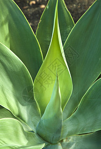 自然阳光下的龙舌兰植物图片