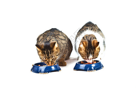 两只饥饿的猫吃饭图片