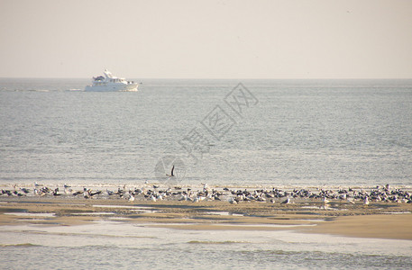 一艘大渔船驶过沙洲上的一群海鸥图片