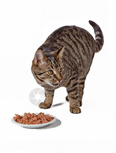 可爱的猫从盘子里吃东西图片