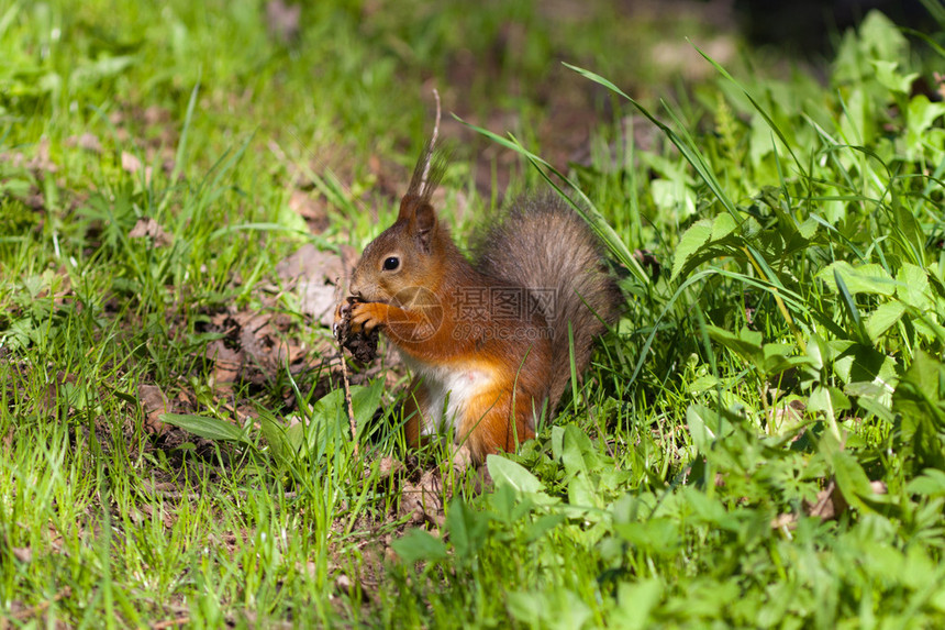 春草里的松鼠吃锥子图片