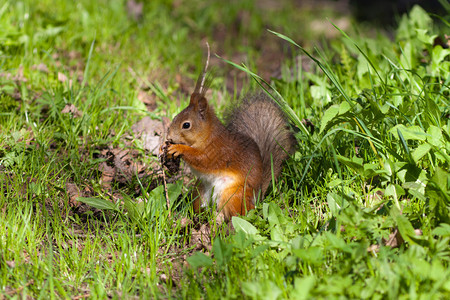 春草里的松鼠吃锥子图片