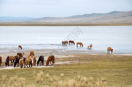 湖岸边的一群马图片