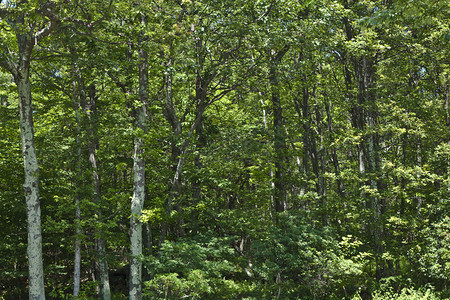 雪南多亚公园流行的蓝岭山Shenandoah茂密森林图片