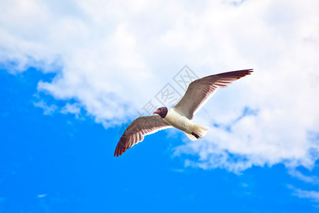 飞行海鸥图片