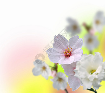 鲜花盛开的图片作为文本的背景图片